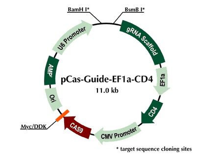 pCas-Guide-EF1a-CD4载体图谱